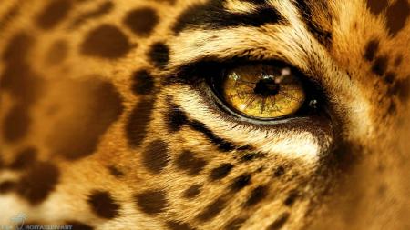Jaguars Eye