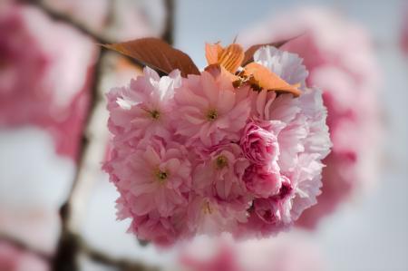 Japanese Flowering