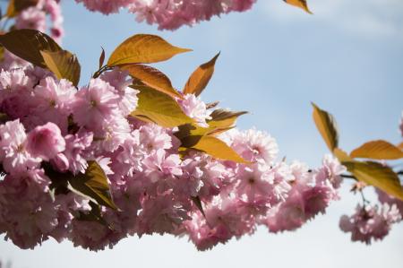 Japanese Flowering