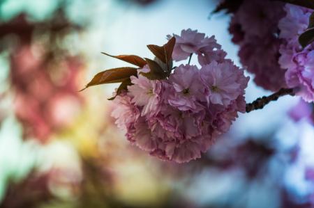 Japanese Flowering