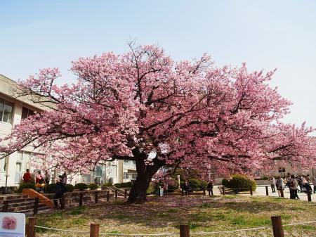 Japanese Flowering Cherry