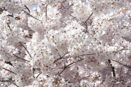 Japanese Flowering Cherry