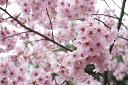 Japanese Flowering Cherry