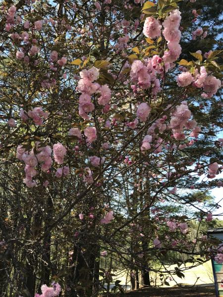 Japanese Flowering Cherry