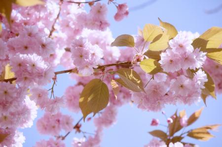 Japanese Flowering