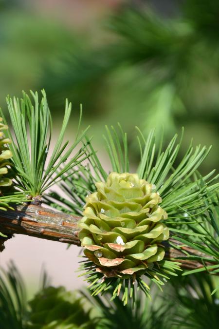 Japanese larch