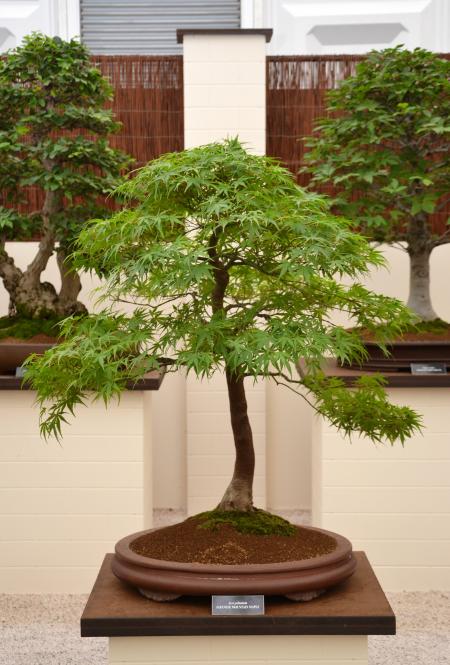 Japanese mountain maple bonsai