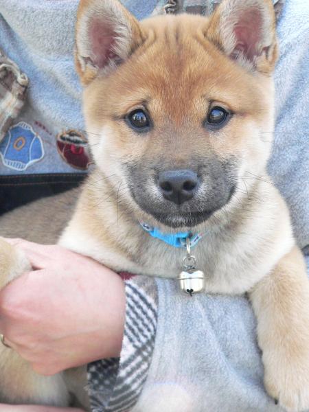 Japanese Shiba inu puppy held in arms