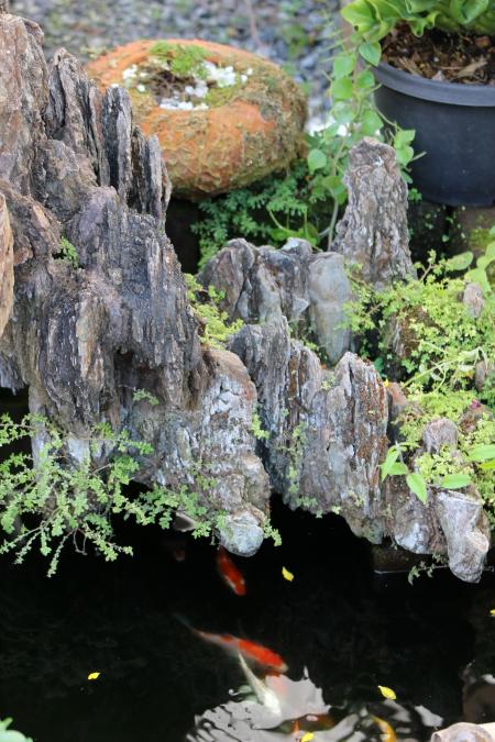 Japanese style garden pond with koi carp fish