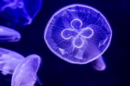 Moon Jellyfish