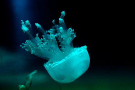 jellyfish