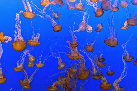 Jellyfish in the Ocean