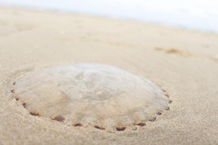 Jellyfish on the beach