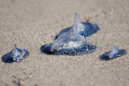 Jellyfish on the Beach