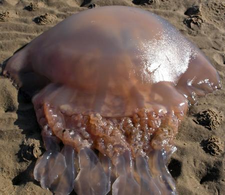 Jellyfish Washed up