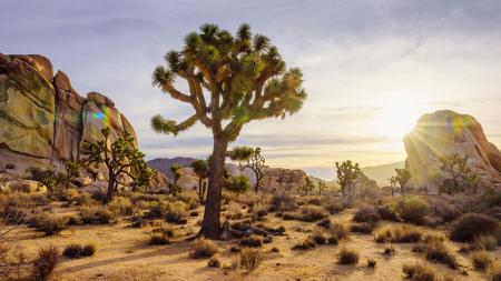 Joshua Trees