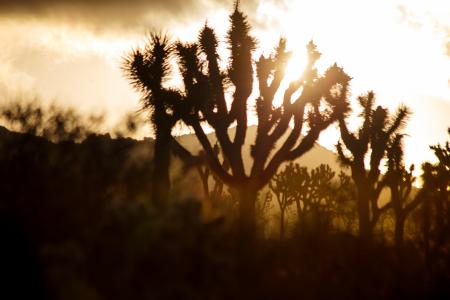 Joshua Tree sunrise #1