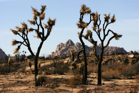 Joshua Trees