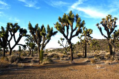 Joshua Trees