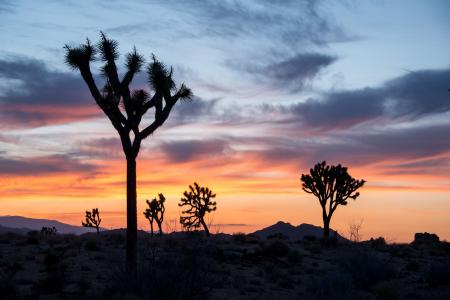 Joshua Trees