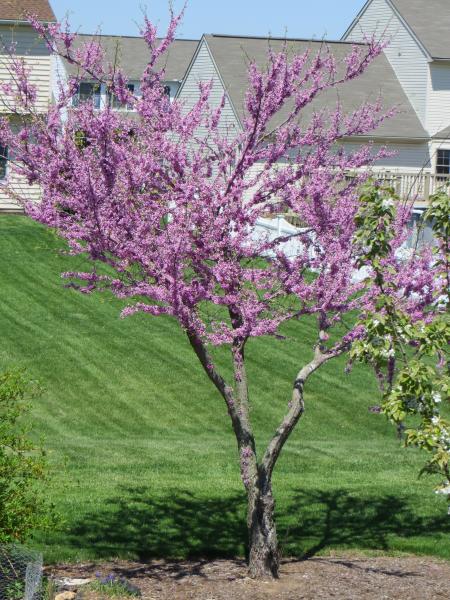 Judas Tree