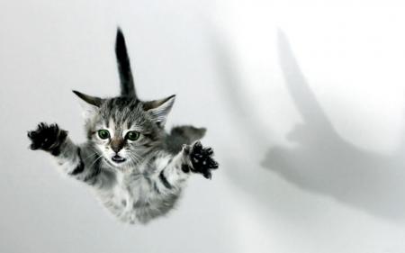 Jumping Kitten