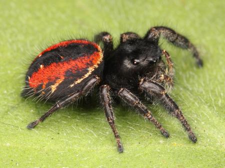 Jumping Spider