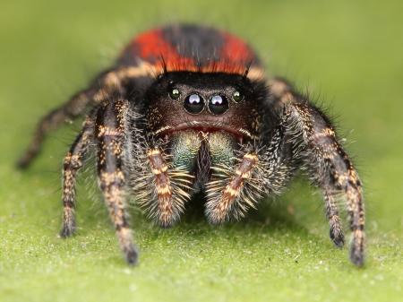 Jumping Spider