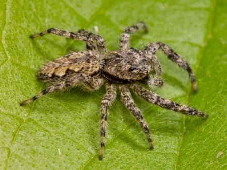 Jumping Spider