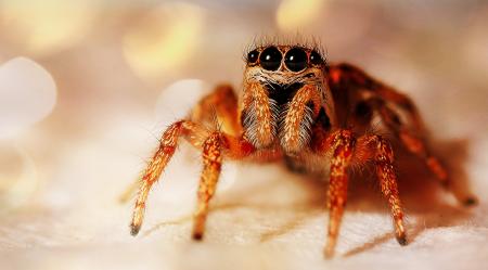 Jumping Spider