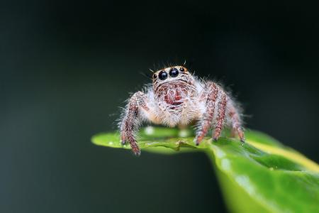 Jumping Spider