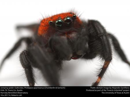 Jumping spider (Salticidae, Phidippus apacheanus (Chamberlin & Gertsch))