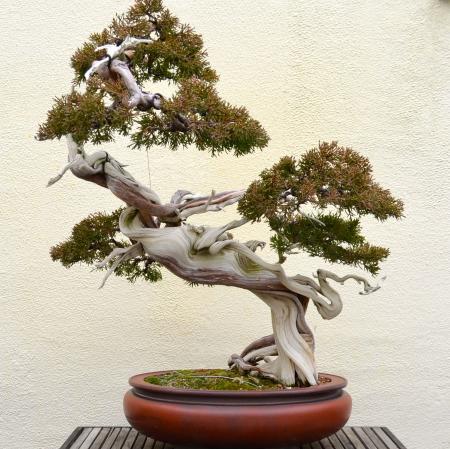 Juniper bonsai tree