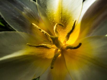 Just another beauty of Spring