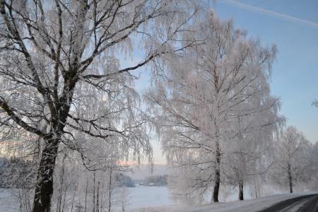 Just snowy trees beside the road