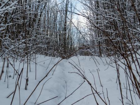 Just some branches cover with snow