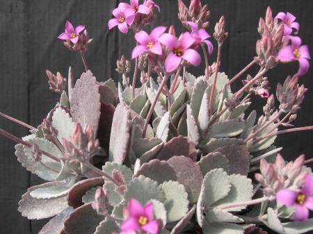 Kalanchoe Pumila