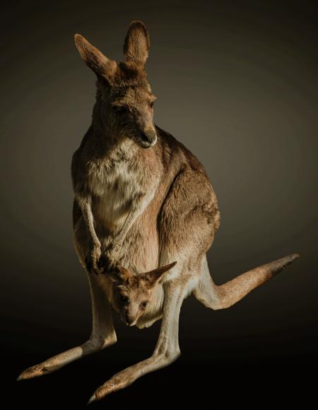 Kangaroo in the Zoo