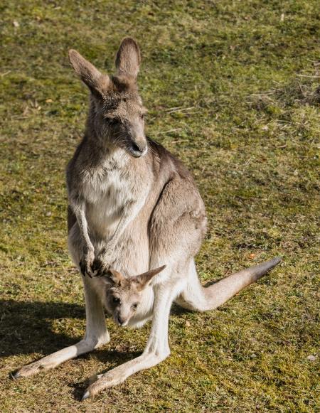 Kangaroo in the Zoo