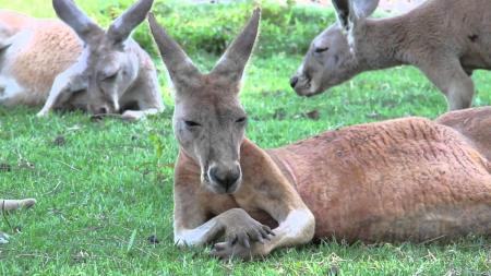 Kangaroo Laying Down