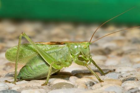 Katydid