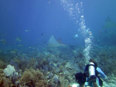 Keith and Spotted Eagle Ray near Fire Coral Cave Key Largo