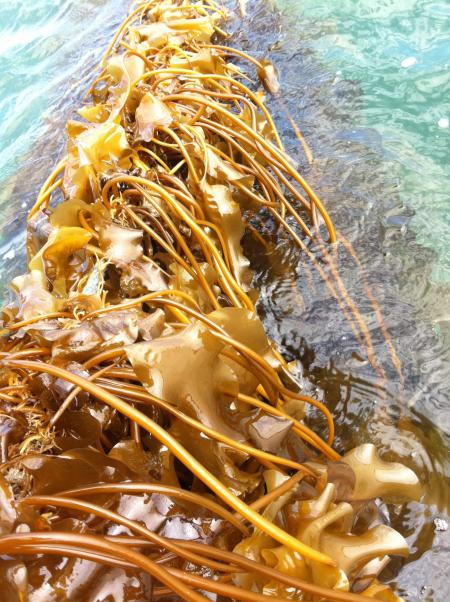 Kelp in winter