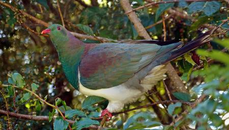 Kereru. NZ Wood Pigeon.