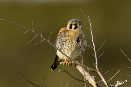 Kestrel on the Branch