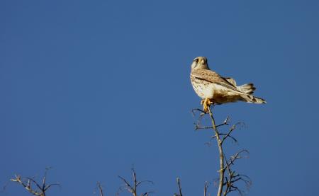 Kestrel Resting