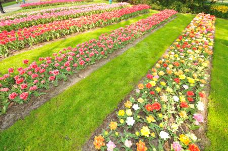 Keukenhof Holland Creative Commons by gnuckx