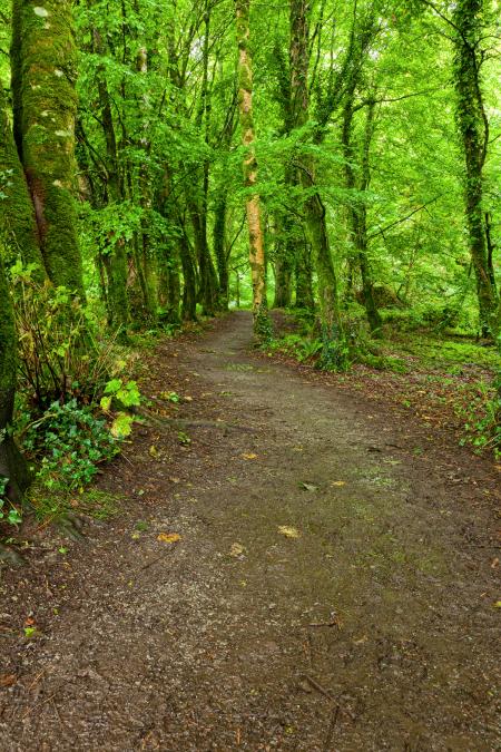 Killarney Park Forest Trail - HDR