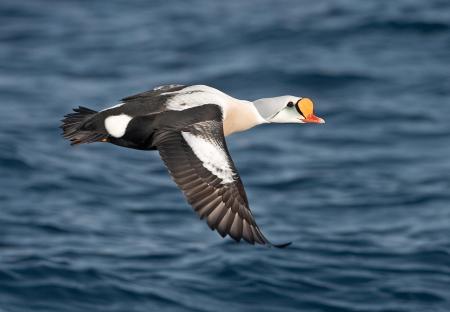 King Eider
