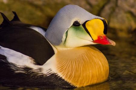 King Eider